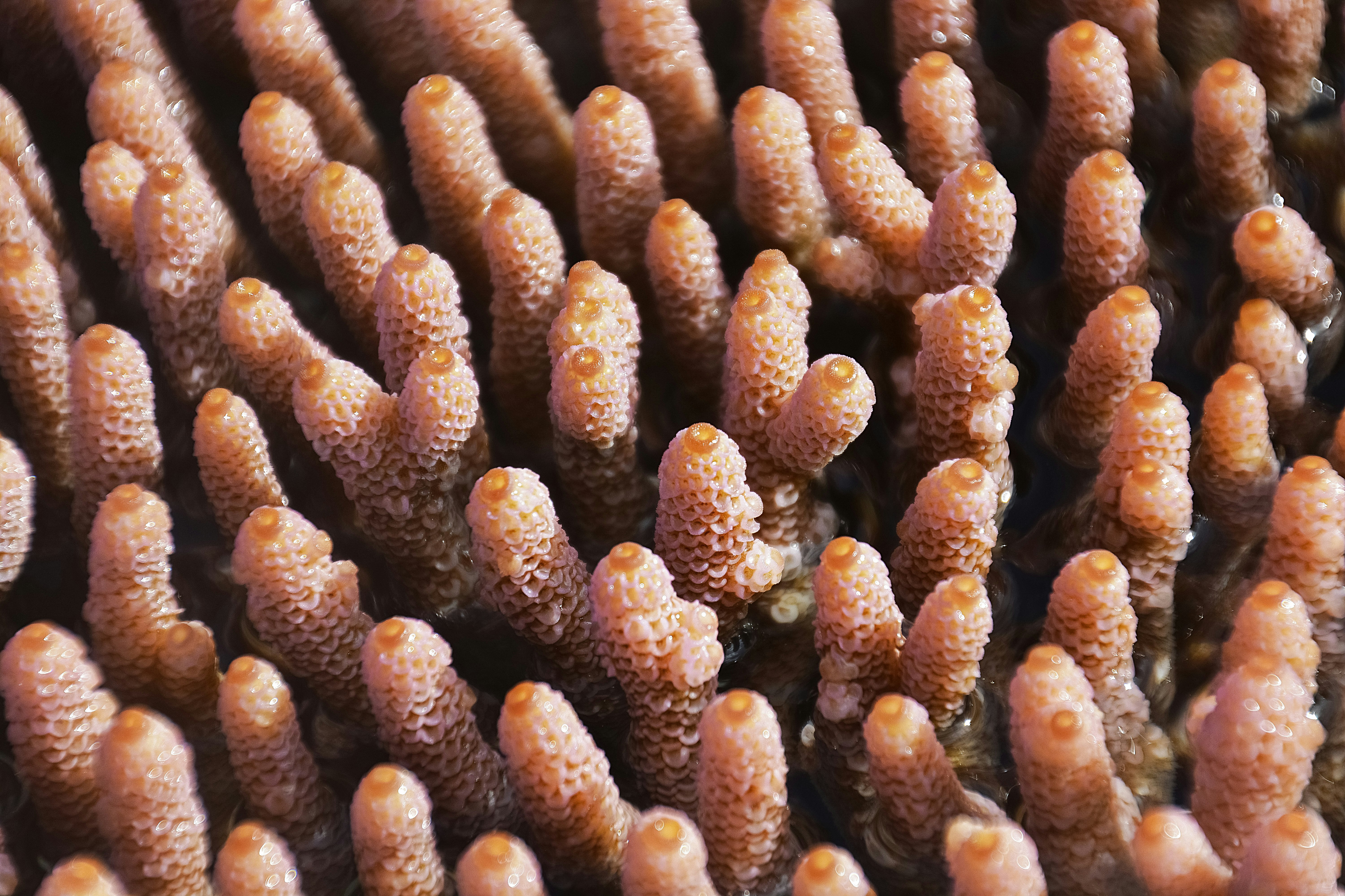 brown and black coral reef